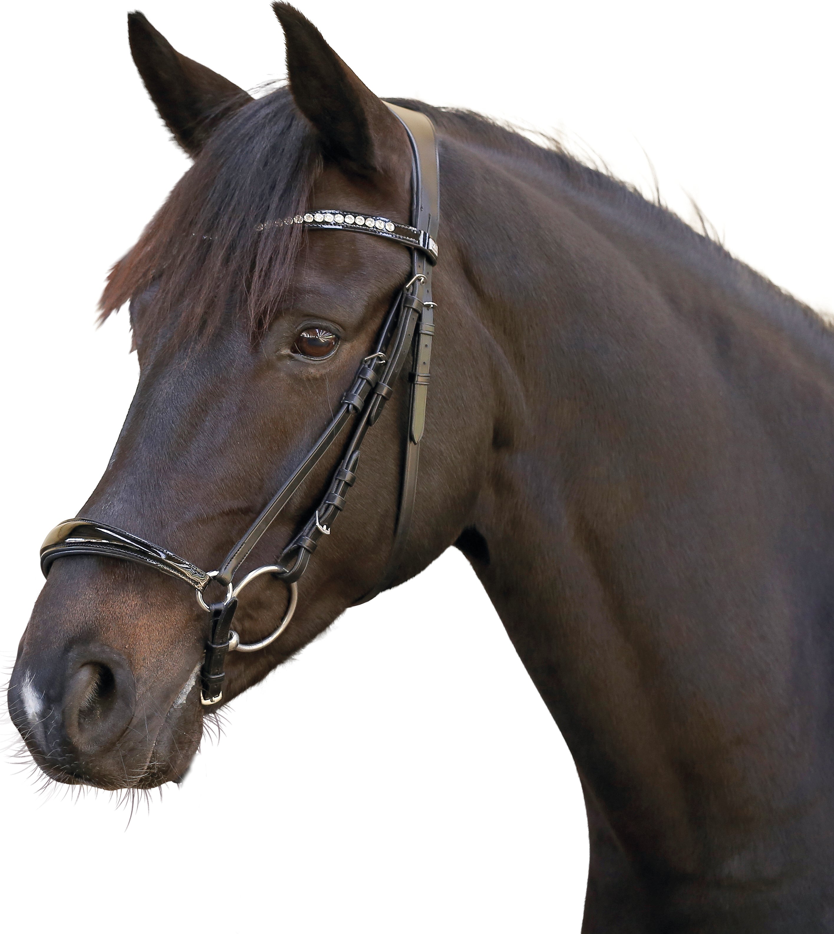 HorseGuard Hannoveransk trense med lak - OUTLET
