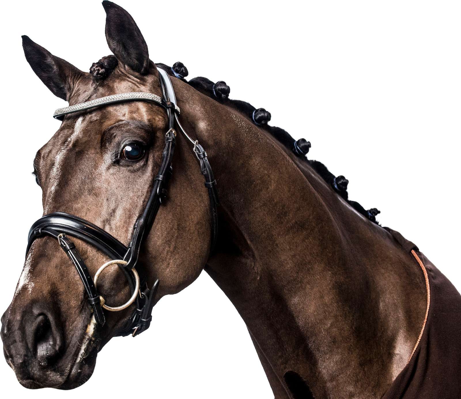HorseGuard Anatomic Trense - OUTLET