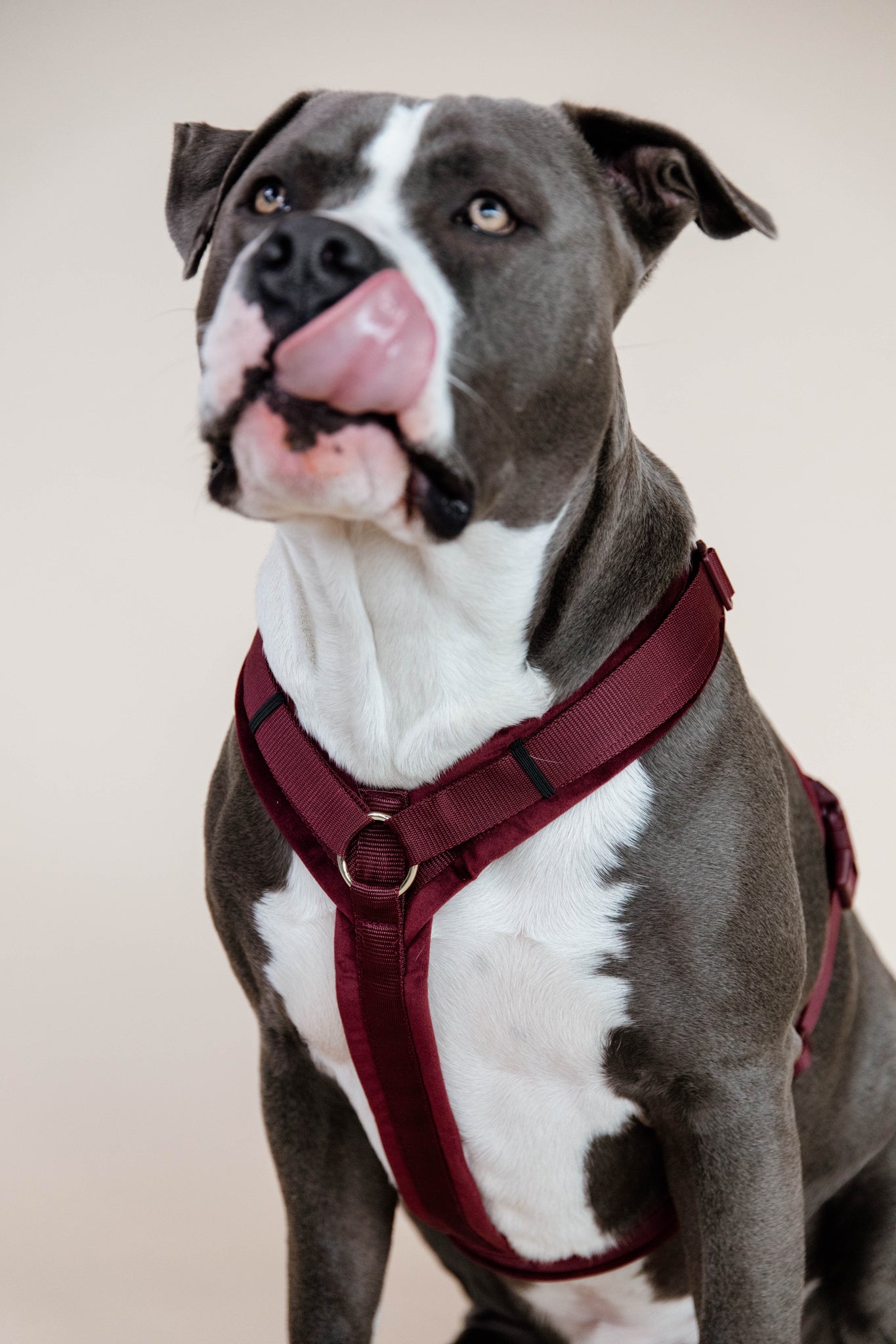 Kentucky Harness Active Velvet