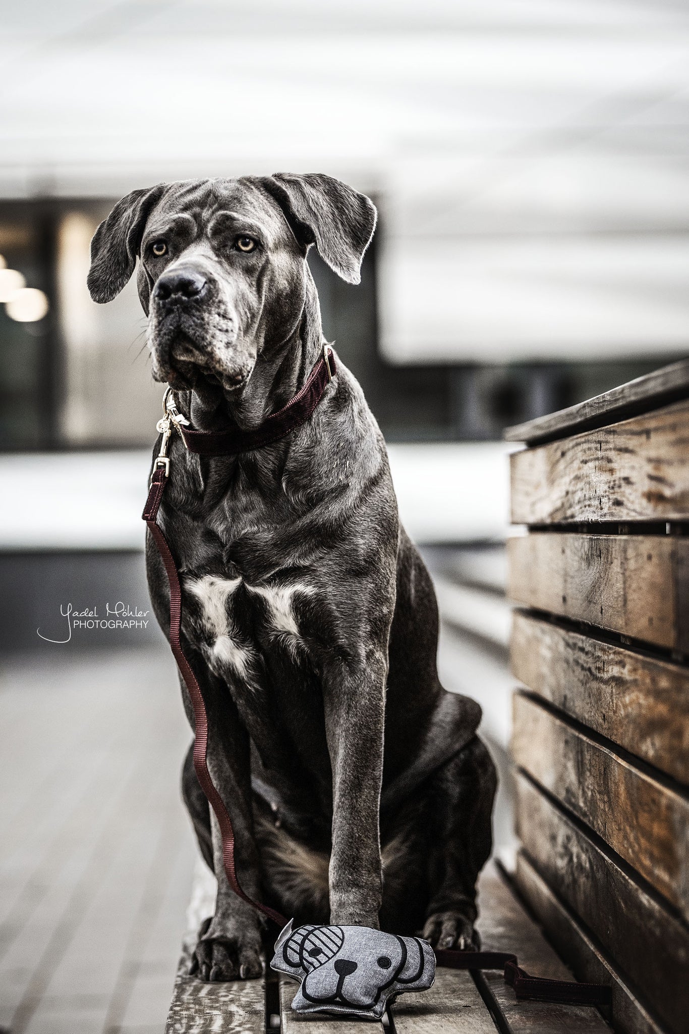 Kentucky Dog Lead Corduroy Line