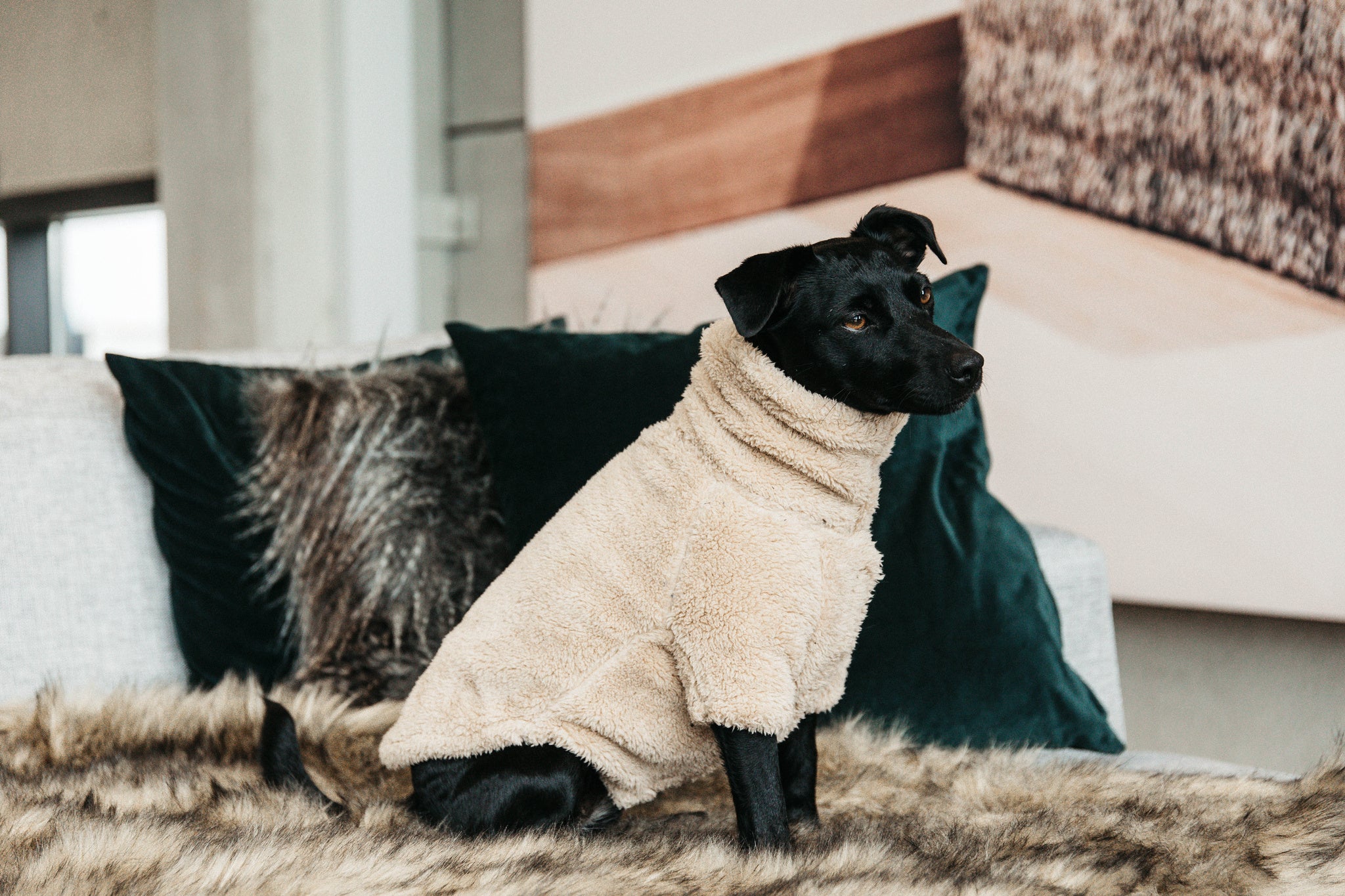 Kentucky  Hundetrøje Teddy Fleece