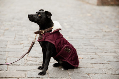 Kentucky  Dog Coat Original