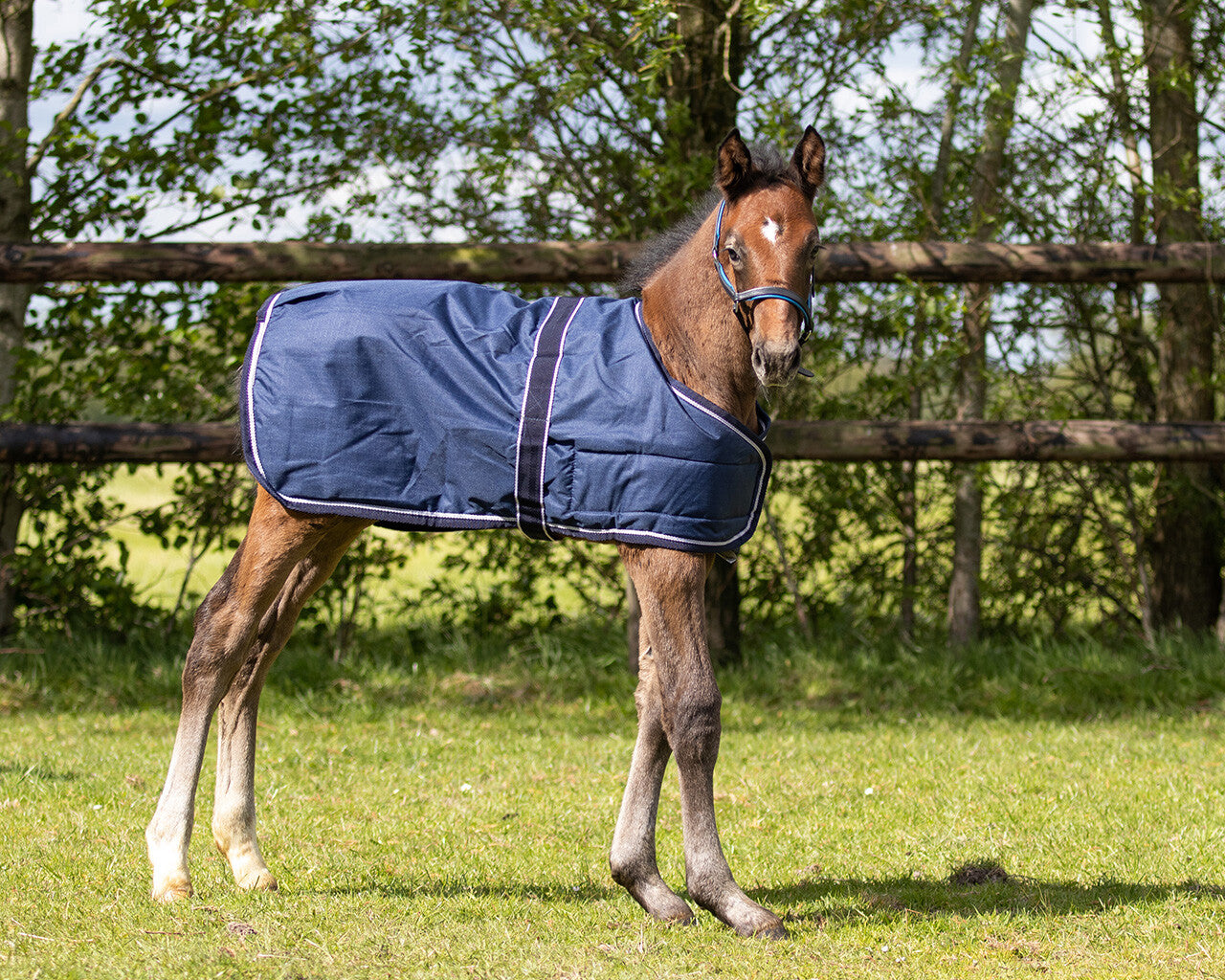Foal Rug Turnout 100g.