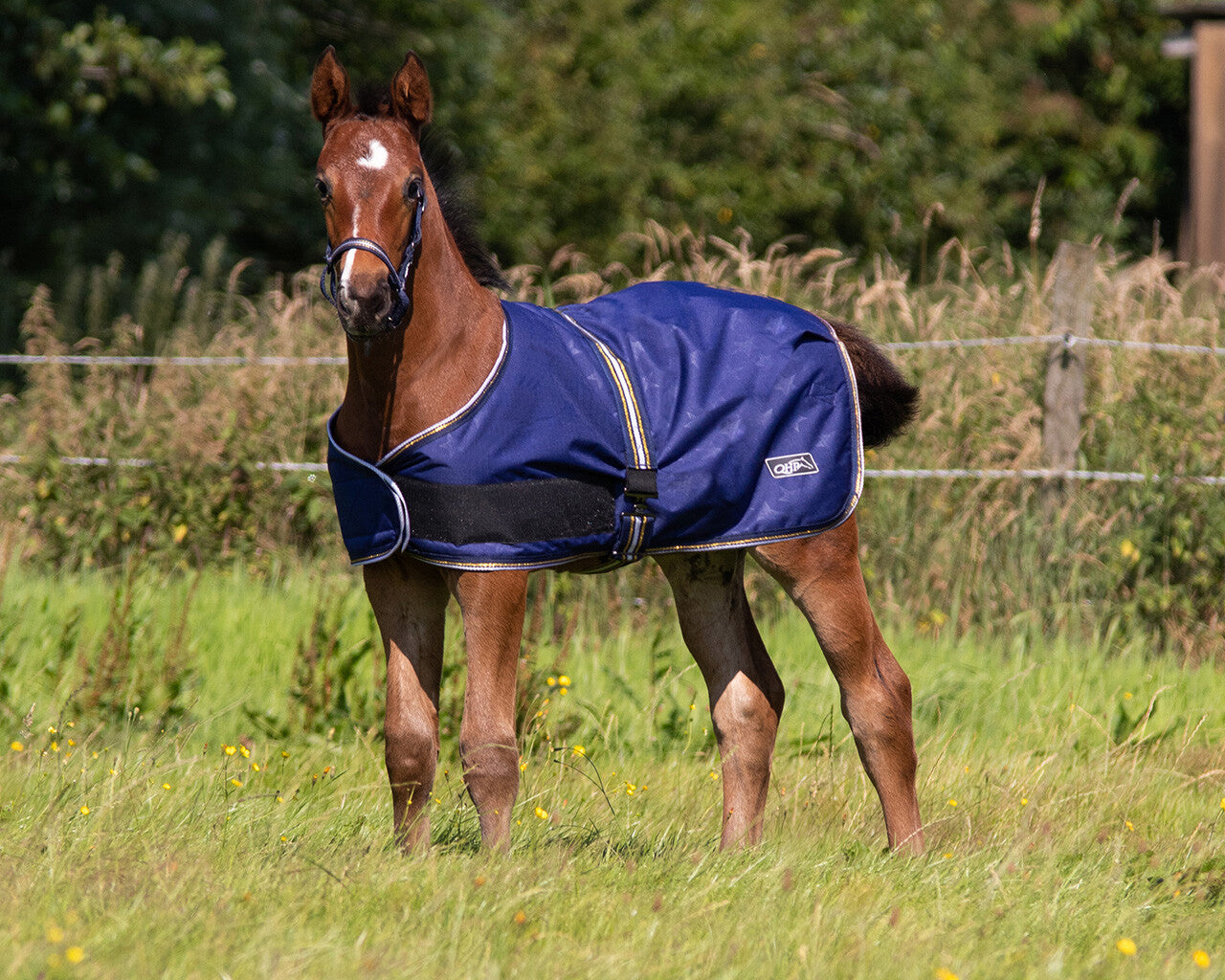 Foal Rug Turnout Collection 100g. - OUTLET