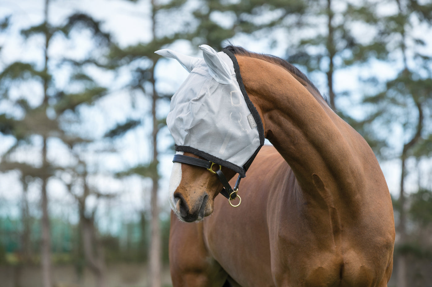 Hest iført Amigo Fly Mask