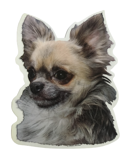 Klistermærke - Langhåret Chihuahua