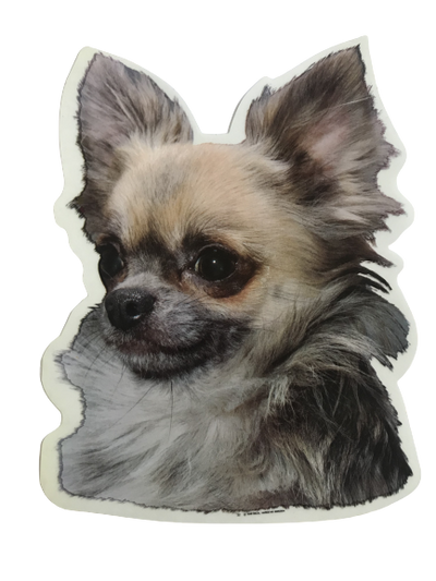 Klistermærke - Langhåret Chihuahua