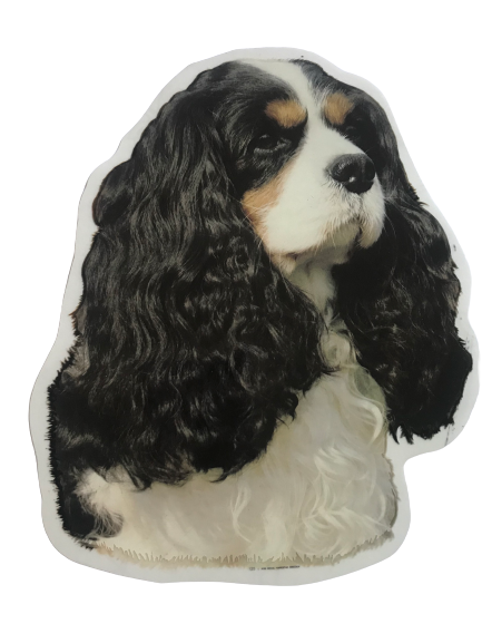 Klistermærke - Tricolor Cavalier King Charles Spaniel