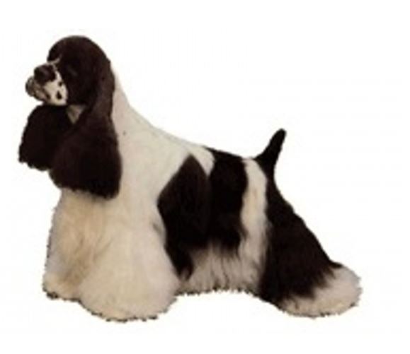 World Stickers Sweeden Klistermærke - American Cocker Spaniel