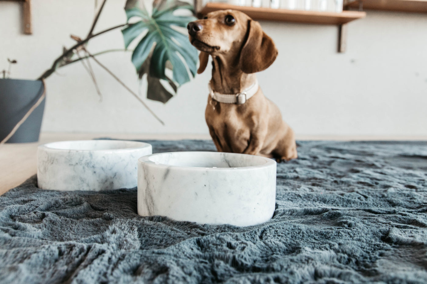 Kentucky  Dog Bowl Marble