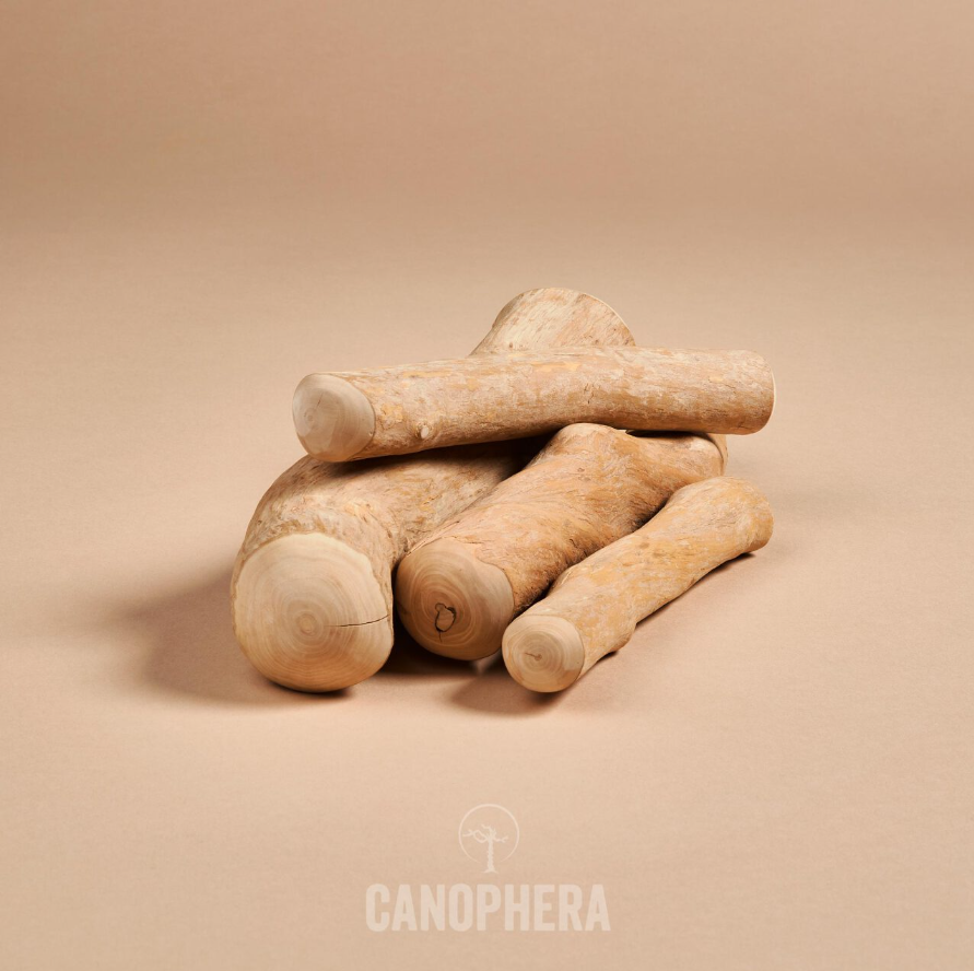 Canophera Kaffetræ Stick