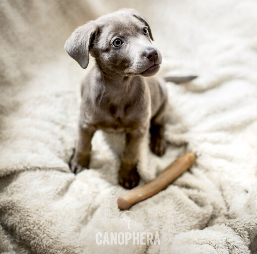 Canophera Kaffetræ Stick