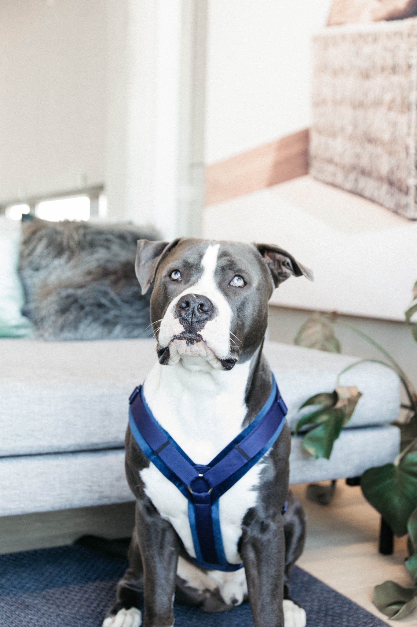 Kentucky Harness Active Velvet
