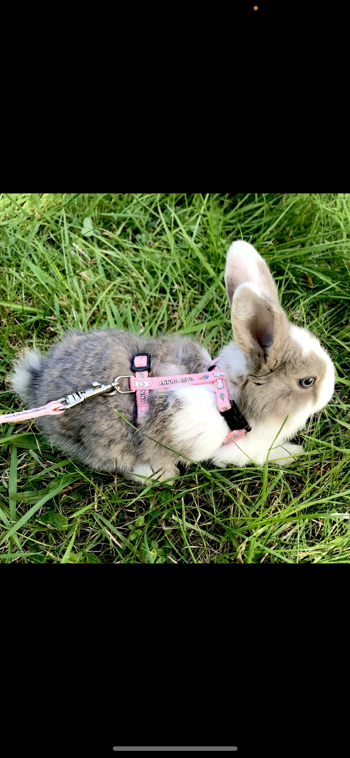 Trixie Mini Kaninsele med motiv