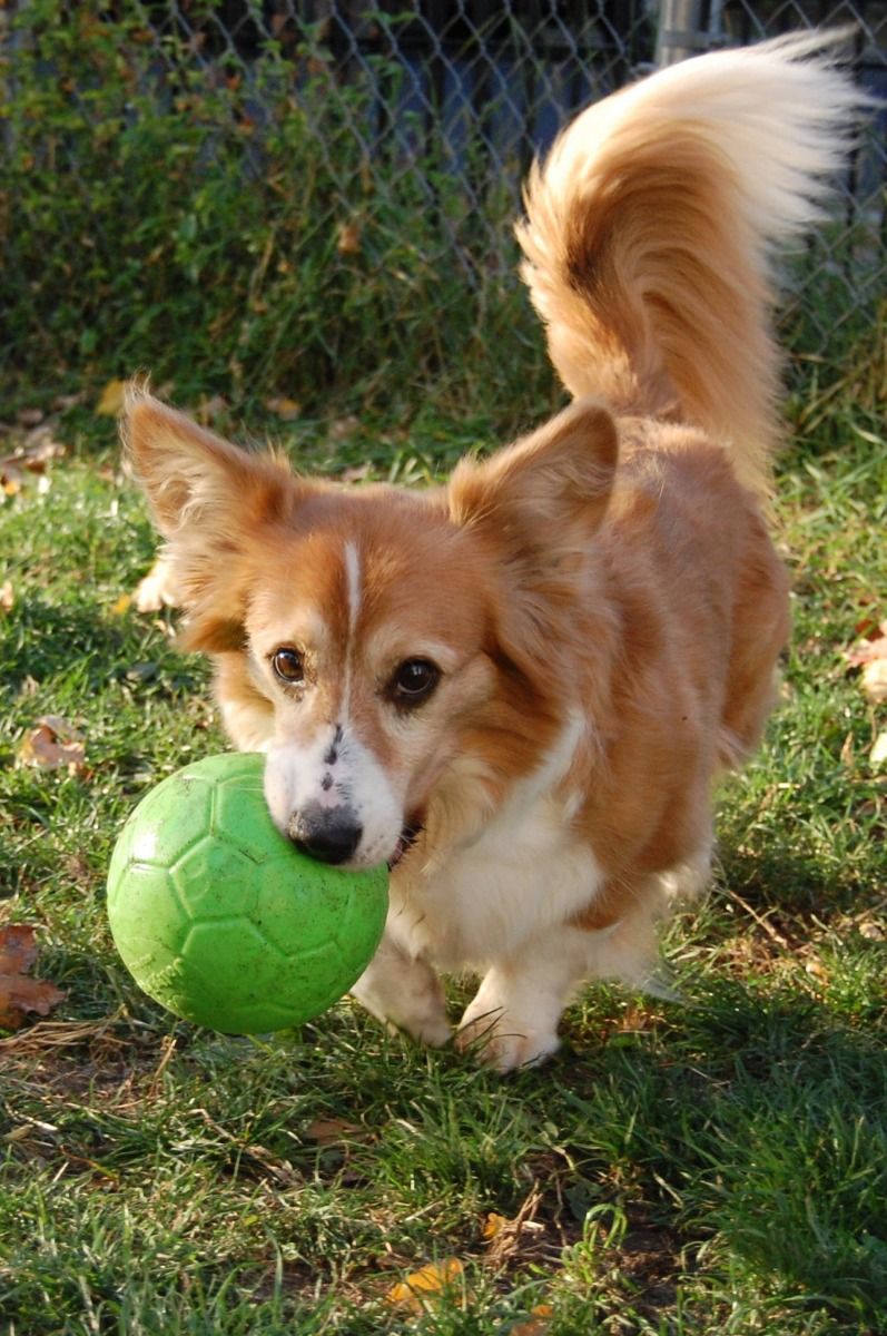 Jolly Ball Soccer