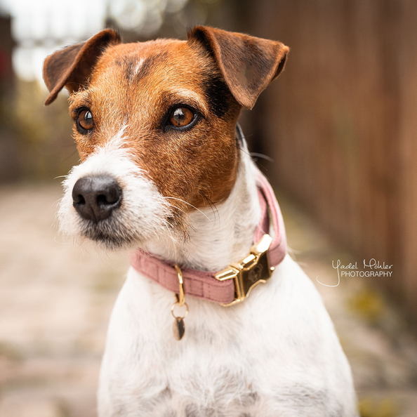 Hund iført Dog Collar Velvet Halsbånd