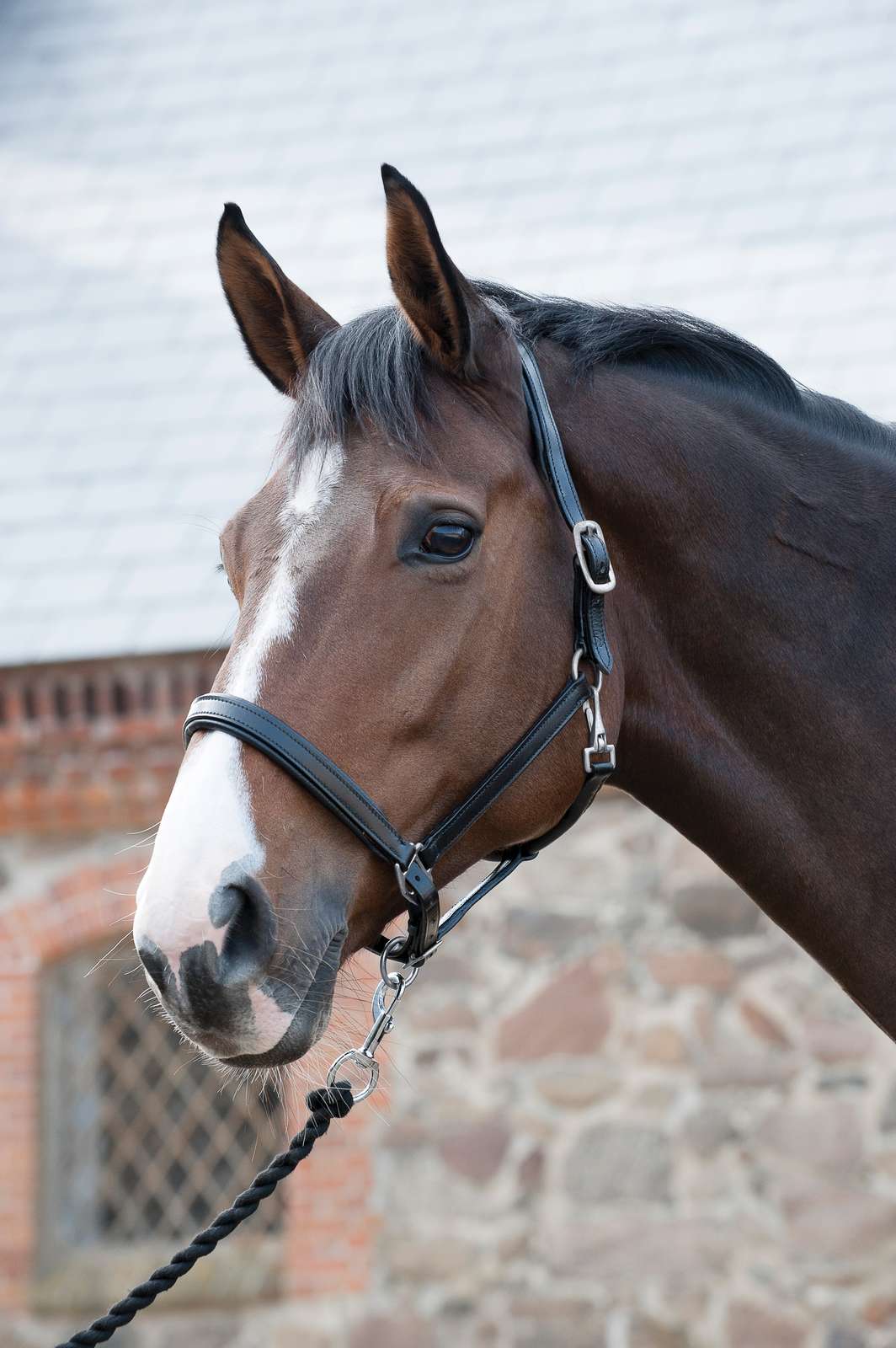 HorseGuard Læder grime